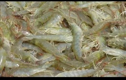 GMO Seafood, Color : Light Brown, Freezing Process : Cold Storage