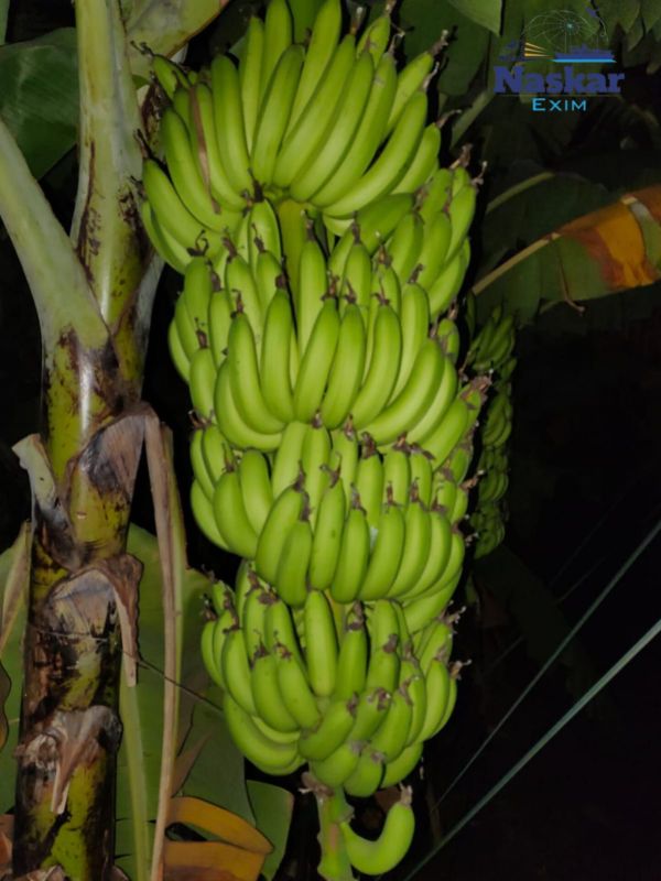 Cavendish Bananas