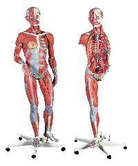 human anatomical models