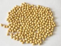 soya seeds