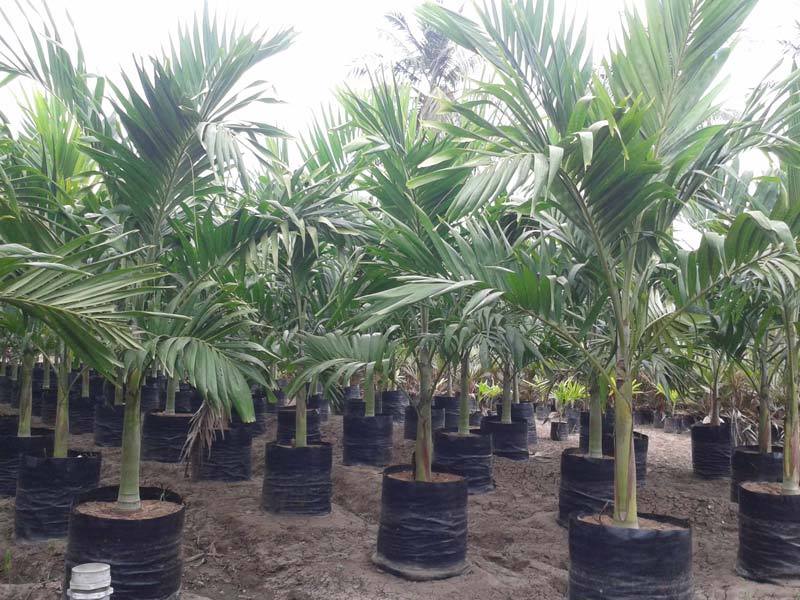Mirchi Meri Green Palm