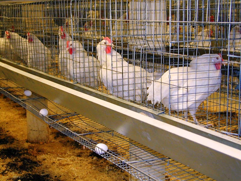 Poultry Grower Cage