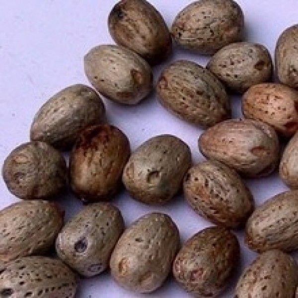 Macleaya Cordata Extract