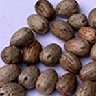 Macleaya Cordata Extract