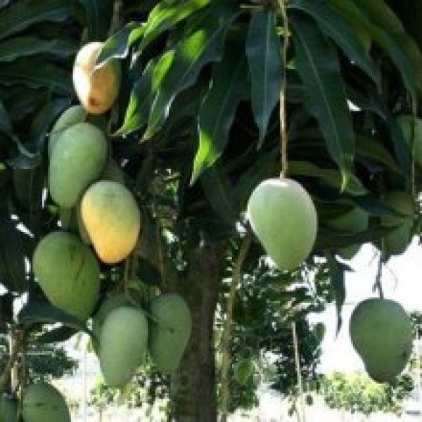 Mango Leaf Extract Of Sale