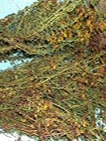 St. Johns Wort Extract