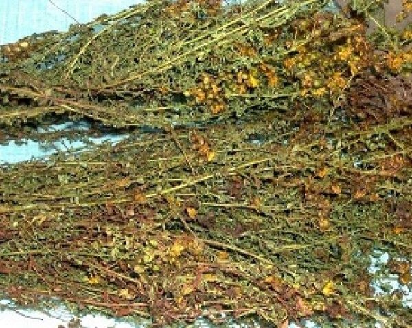 St John Wort Extract