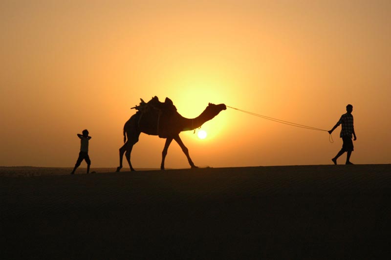 Desert & Camel Safari
