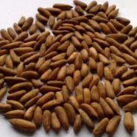 Chilgoza Pine Nuts