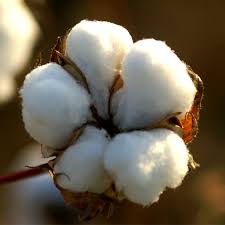 non genetic cotton (textile)