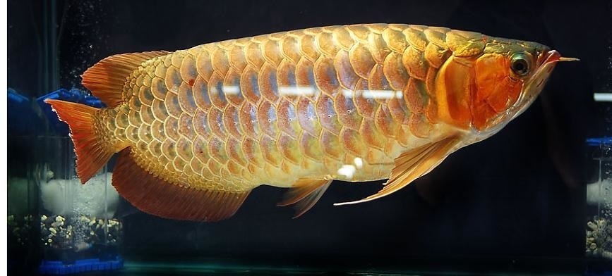 Golden Fish whatsapp number +1 404-913-6190