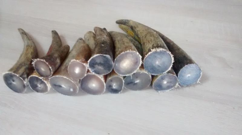 Natural Finished OX Colour Horn Tips, for Decorative Items, Making Gift Items, Quality : Good