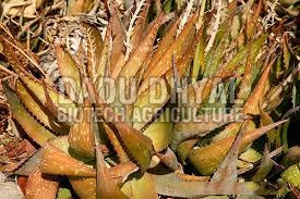 Aloe Vera Dried Leaves