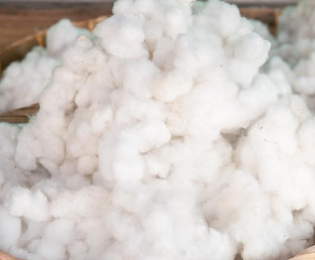 Raw Cotton Buy raw cotton for best price at USD 1300 / 1520 Metric Ton ( Approx )