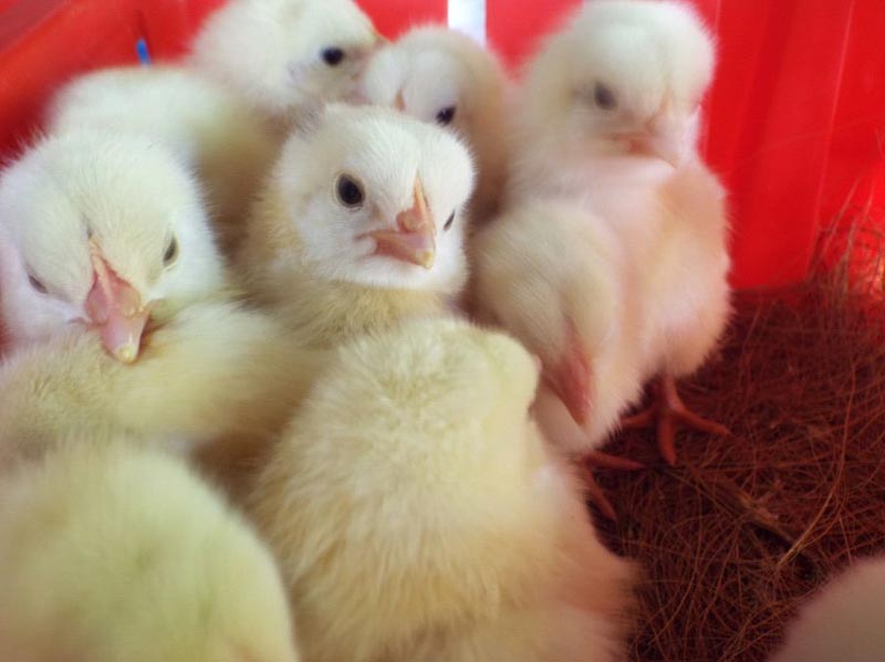 Day Old Chicks By Bharath Agrovet Industries Day Old Chicks Poultry 