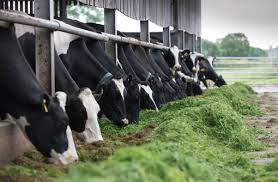 Dairy Cattle Feed