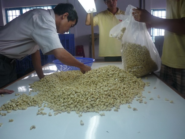 Raw Cashew Nuts for Sale Wholesale Cashew Nuts Export Cashew Nuts (GRA