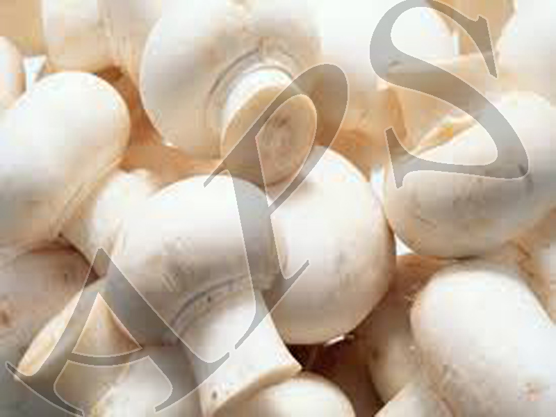 India Mushroom Buy India Mushroom in Malappuram Kerala India from