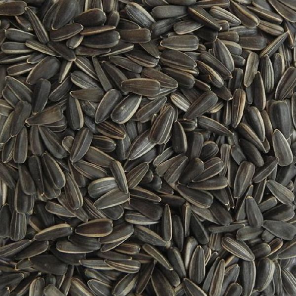 Sunflower seeds, Purity : 99 % MIN