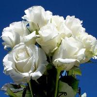 fresh white roses