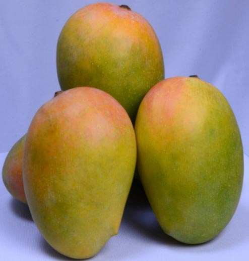 kesar mango