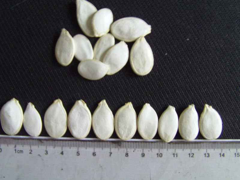 Snow white pumpkin seeds