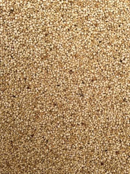 quinoa grain