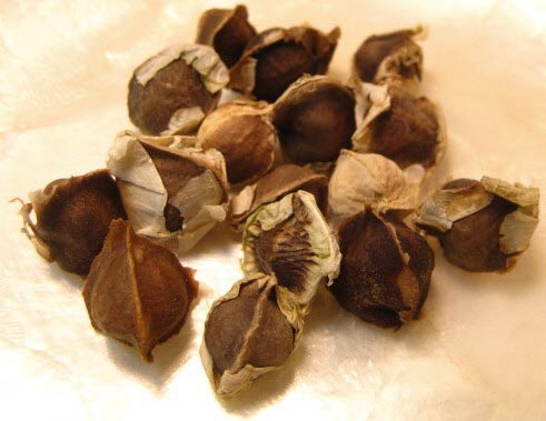 Organic Drumstick Seeds, for Agriculture Use, Feature : Eco-Friendly, Floury Texture