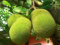 Organic Fresh Jackfruit, for Cooking, Feature : Good For Health, Good For Nutritions, Non Harmful