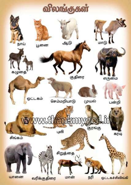 Animals Chart in Tamil, Size : A3 - My God, Madurai, Tamil Nadu