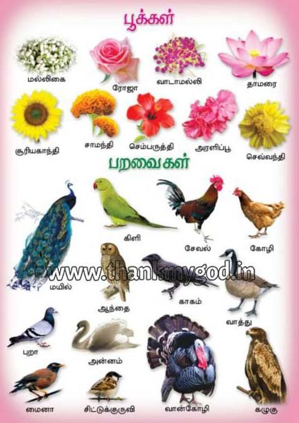Flowers & Birds Chart in Tamil by My God, Teaching Aids from Madurai