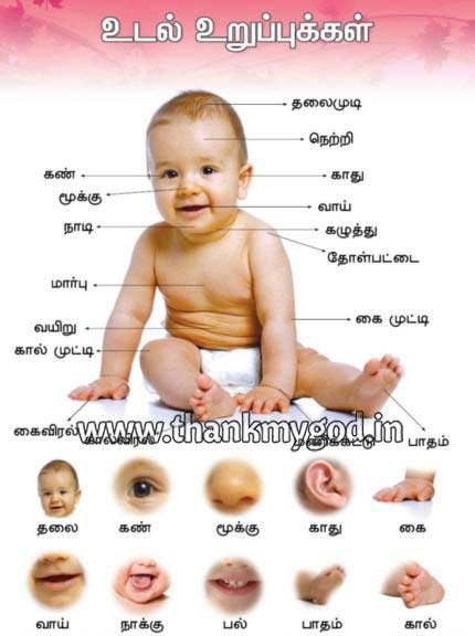 Parts of the Body Chart in Tamil