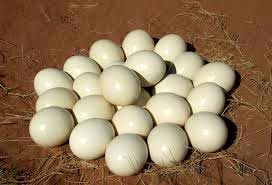 Ostrich Chicks Eggs