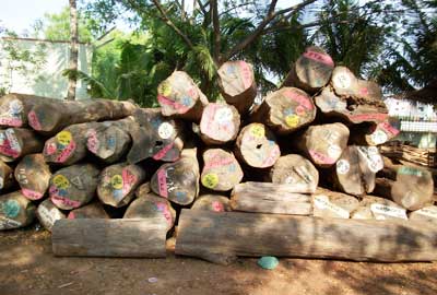 Burma Teak Logs