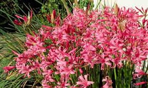 Fresh Nerine Flowers - Season International Exports, Bangalore, Karnataka