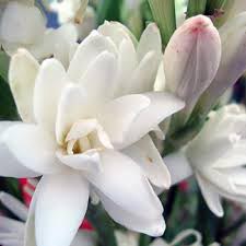 Fresh Tuberose Flowers