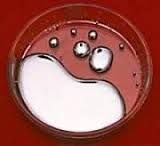 Prime Virgin Mercury