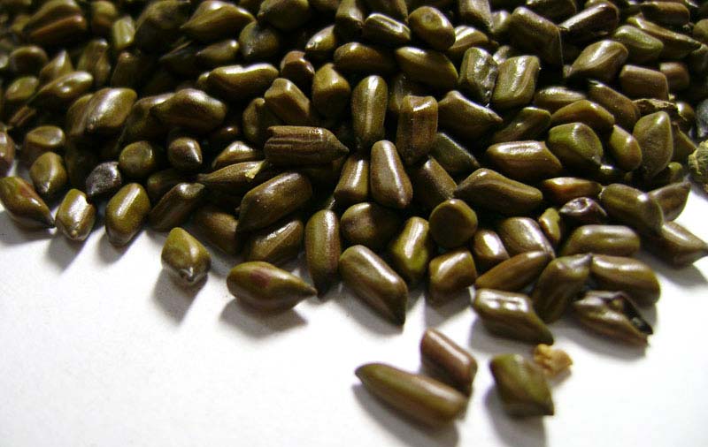 Polo Cassia Tora Seeds, Grade : Sortex Clean