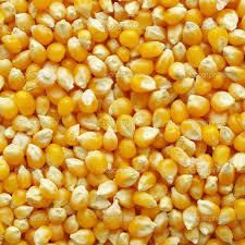 Non Gmo Corn