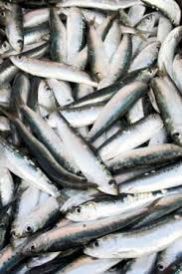 Sardines