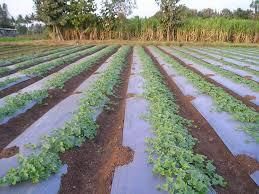 Plastic Mulch Film