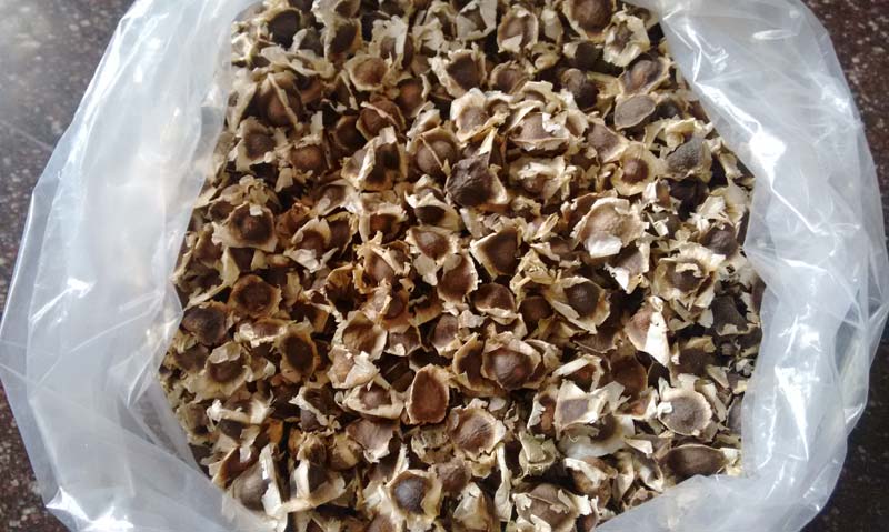 Moringa Oleifera Seeds