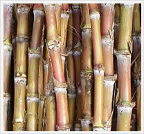 Tissue Culture : Sugarcane