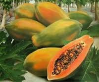 papaya