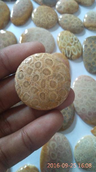 fossil  coral