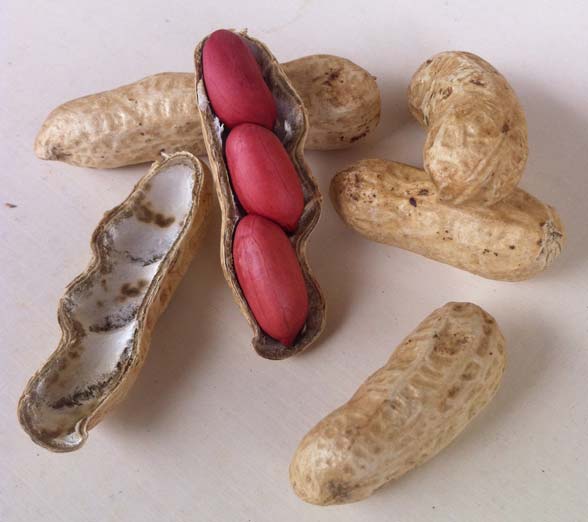 Peanut Java