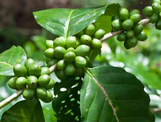 Green Coffee Bean Extract ( Chlorogenic Acid 45%-60% )
