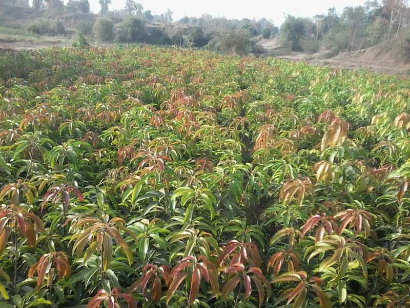 Green Natural Mango Plant