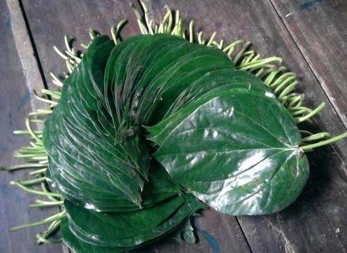Natural Tokapali Sweet Betel Leaves, Style : Dried, Fresh