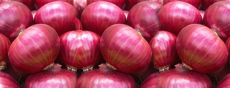 Fresh onion, Packaging Type : Jute Bags, Net Bags